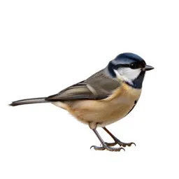 Dickeybird