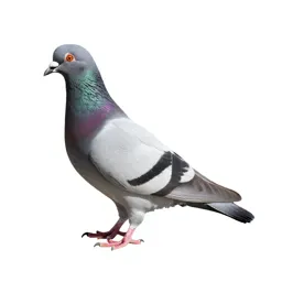 Domestic pigeon