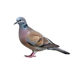 Dove