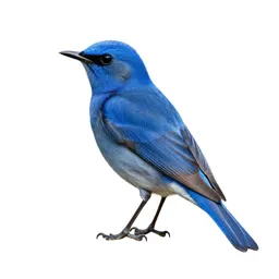 Fairy bluebird