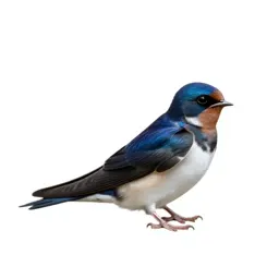 Fairy swallow