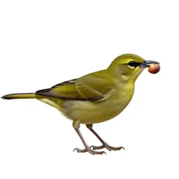 Fig-bird