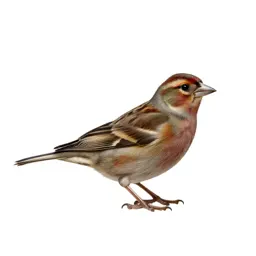 Finch