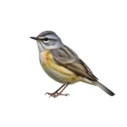 Flycatching warbler