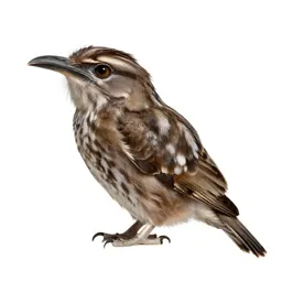 Frogmouth