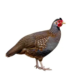 Gallinaceous bird