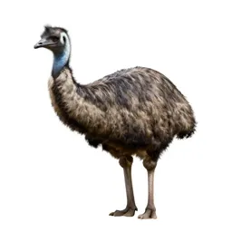 Giant moa