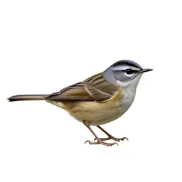 Gnatcatcher