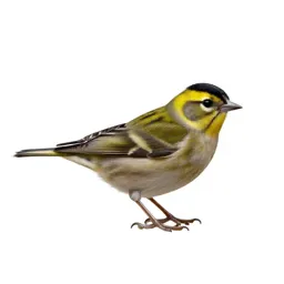 Goldcrest