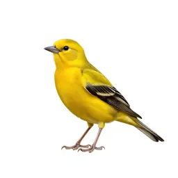 Golden oriole