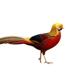 Golden pheasant