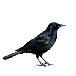 Grackle