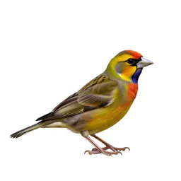 Grassfinch