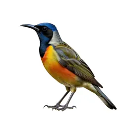 Great bowerbird