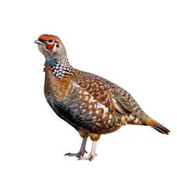 Greater prairie chicken