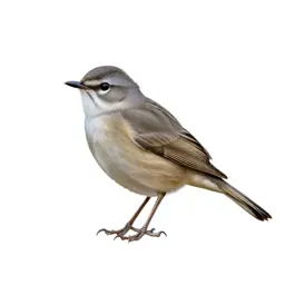 Greater whitethroat