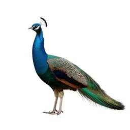 Green peafowl