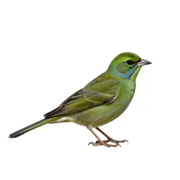 Green-tailed towhee