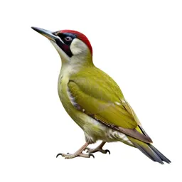 Green woodpecker