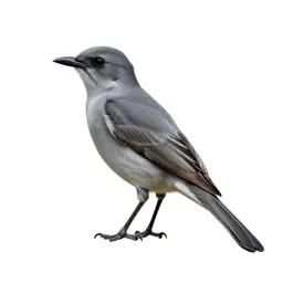 Grey kingbird
