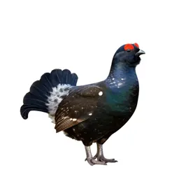 Greyhen