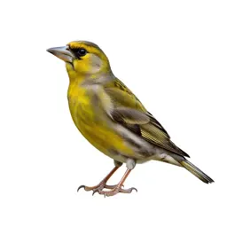 Grosbeak