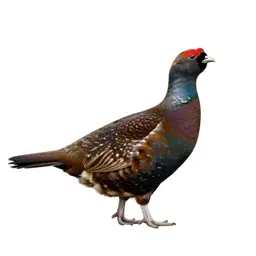 Grouse