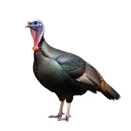 Guan