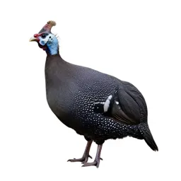 Guinea fowl