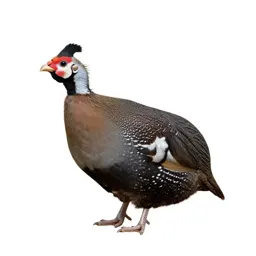 Guinea hen