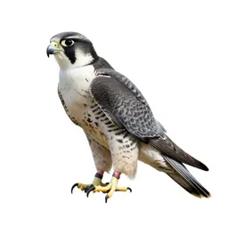 Gyrfalcon