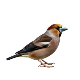 Hawfinch