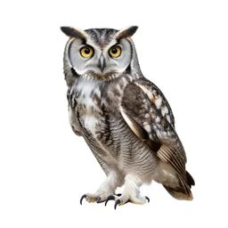 Hawk owl