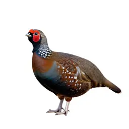 Heath hen