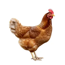 Hen