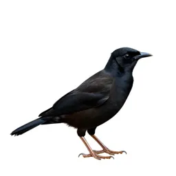 Hill myna