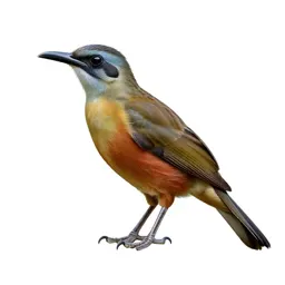 Hoatzin