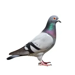 Homing pigeon
