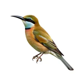 Honey eater