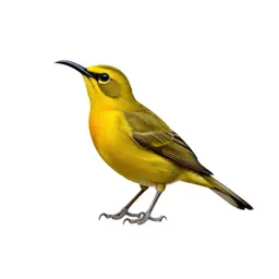 Honeycreeper