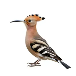 Hoopoe