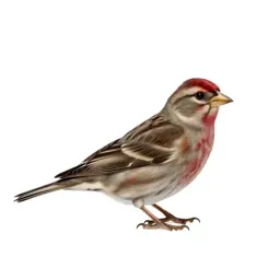 House finch