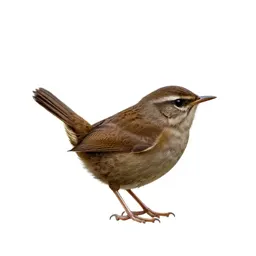 House wren