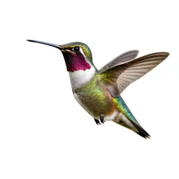 Hummingbird