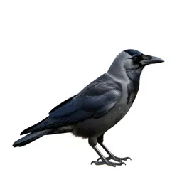 Jackdaw