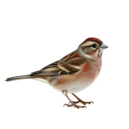 Junco