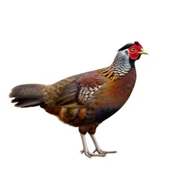 Jungle fowl