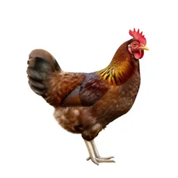 Jungle hen