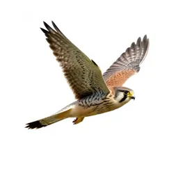 Kestrel