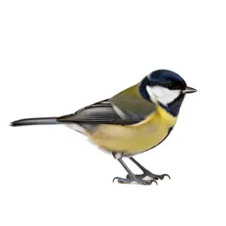 Kinglet